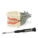 860 Soft Gingival Operative Model with 32 Removable Teeth and ULB